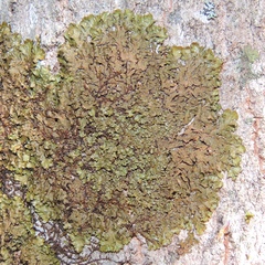 Melanelixia glabratula