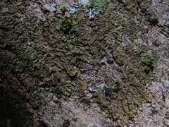 Melanelixia glabratula