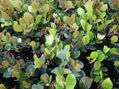 Tridax procumbens image