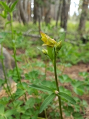 Aquilegia pubescens