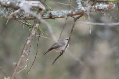 Bradornis microrhynchus