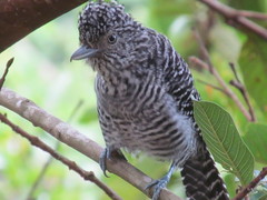 Thamnophilus multistriatus