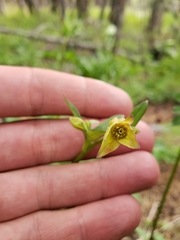Aquilegia pubescens