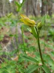 Aquilegia pubescens