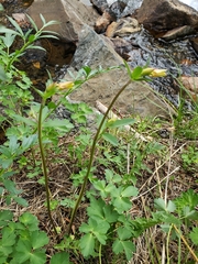 Aquilegia pubescens
