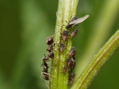 Metopeurum fuscoviride