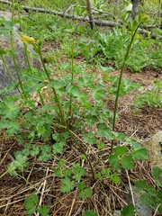 Aquilegia pubescens