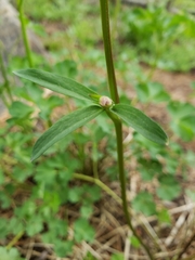 Aquilegia pubescens