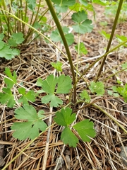 Aquilegia pubescens