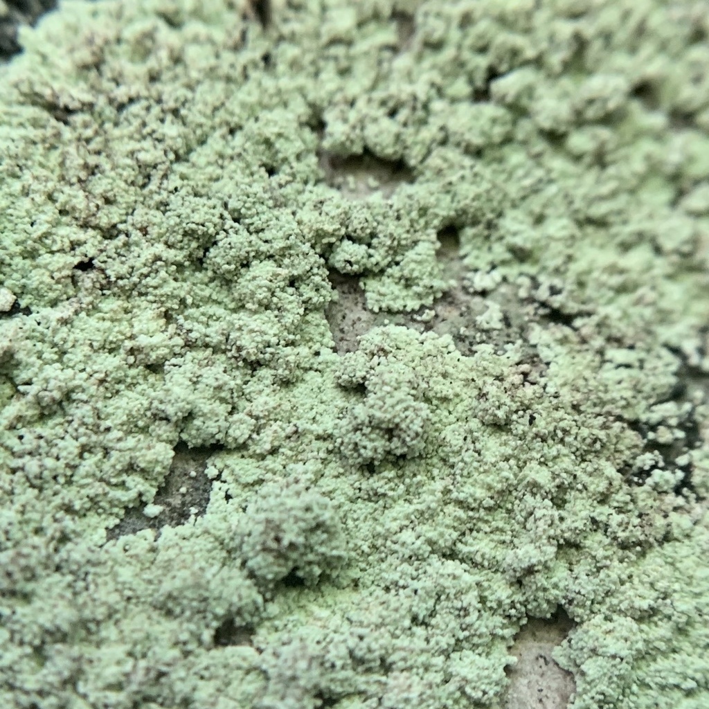 Fluffy Dust Lichen