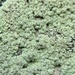 芬奇綠球藻 - Photo 由 Neal Kelso 所上傳的 (c) Neal Kelso，保留部份權利CC BY