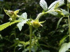 Geum laciniatum