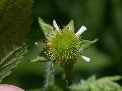 Geum laciniatum