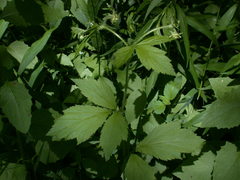 Geum laciniatum