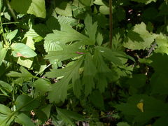 Geum laciniatum