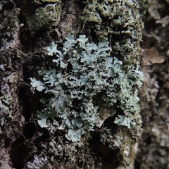 Heterodermia squamulosa