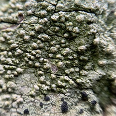 Pertusaria texana