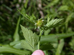 Geum laciniatum