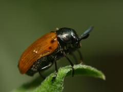 Labidostomis longimana