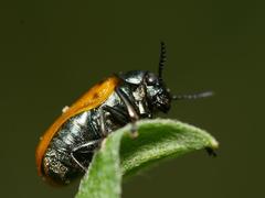 Labidostomis longimana