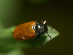 Labidostomis longimana