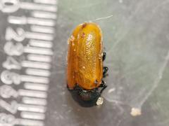 Labidostomis longimana