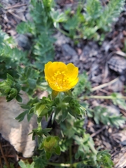 Potentilla breweri