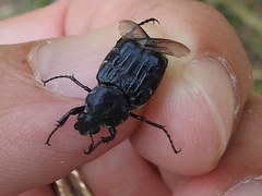 Trichiotinus texanus