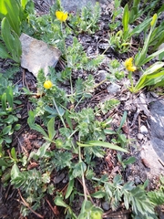 Potentilla breweri