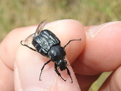 Trichiotinus texanus