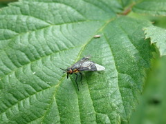 Chrysops cincticornis