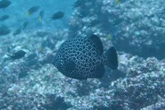 Oplegnathus punctatus