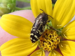 Acmaeodera mixta