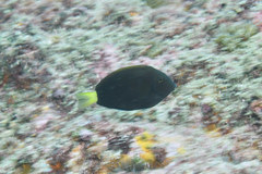 Acanthurus dussumieri