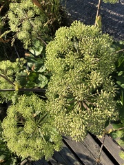 Angelica archangelica