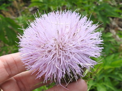 Cirsium engelmannii