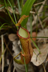 Nepenthes philippinensis