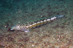 Parapercis kamoharai