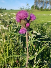 Cirsium heterophyllum