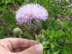 Cirsium engelmannii