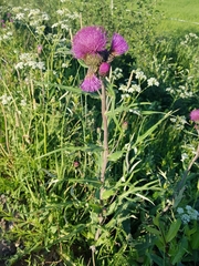 Cirsium heterophyllum