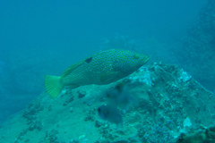 Epinephelus akaara