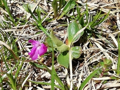 Primula integrifolia