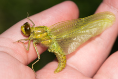 Libellulidae