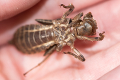 Libellulidae