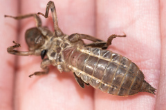 Libellulidae