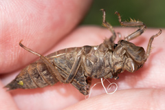 Libellulidae