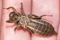 Libellulidae