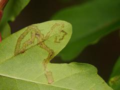 Stigmella aceris