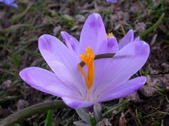 Crocus veluchensis